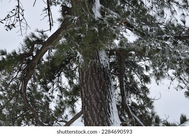 An image of a tree with snow