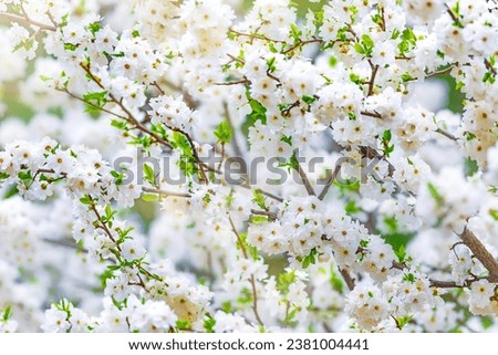 An image of a tree with spring flowers in bloom in a soft light.