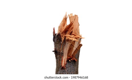 The image of the tree that is broken in the middle of the trunk