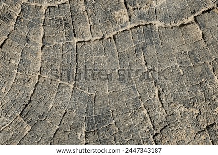 The image is of a tree trunk with a rough, textured surface. The bark is cracked and has a weathered appearance, giving the impression of age and history. The texture of the bark is uneven and jagged