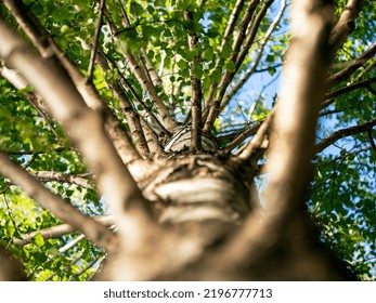 The Image Of The Tree Is An Unusual Perspective From Below.