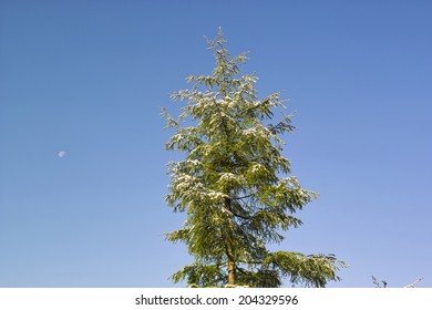 The Image Of Trees
