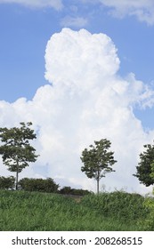 An Image of Trees And Cumulus