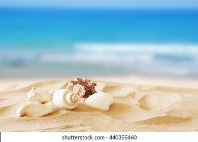 Image of tropical sandy beach and seashells. Summer concept