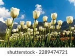 Image of tulip from the tulip garden of Srinagar ,Kashmir ,India