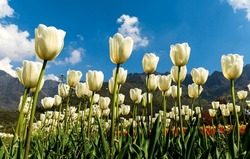 Bild Von Tulpe Aus Dem Tulpengarten Von Srinagar, Kaschmir, Indien