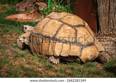 Image of a turtle walking in the garden