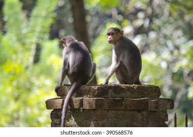 An image of Two Bonnet Macaque Monkeys.Image taken in Kerala in South India.
Scientific Name: Macaca radiata