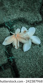 an image of a two flower 