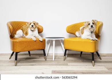 An Image Of Two Little Dogs Sitting On Armchairs