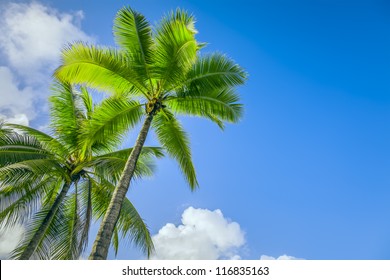 An image of two nice palm trees in the blue sunny sky