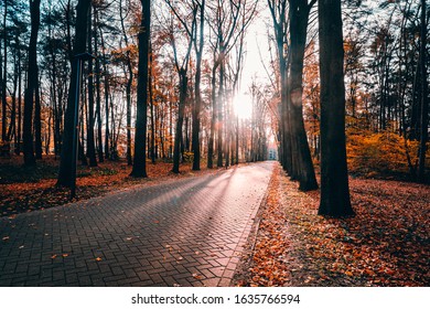 Image Of An Unknown Path In The Wood Before Sunset In Holland.