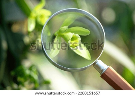 Image of Vanilla flowers through the magnifying glass in plantation, Vanilla fargrans (Salish) Ames, Vanilla Planifolia
