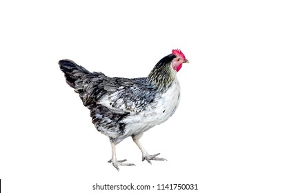 image of variegated chicken on white background