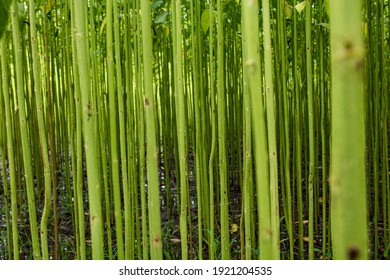 Jute Field Images Stock Photos Vectors Shutterstock