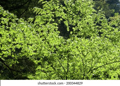 An Image of Verdure