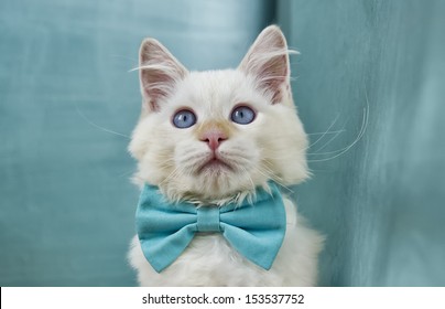 Image Of A Very Cute Ragdoll Cat Sporting A Blue Bowtie