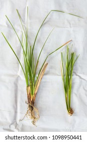 Image Of Vetiver