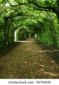 Image Walkway Trees Stock Photo 96796420 | Shutterstock