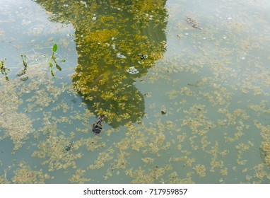 Image of wastewater pond with scum on top of water from eutrophication.