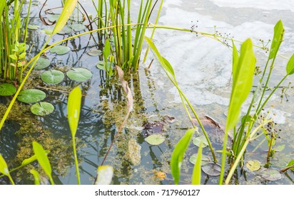 Image of wastewater pond with scum on top of water from eutrophication.