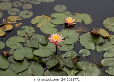 Image of Water Lillies in a pond at Brookgreen Gardens 