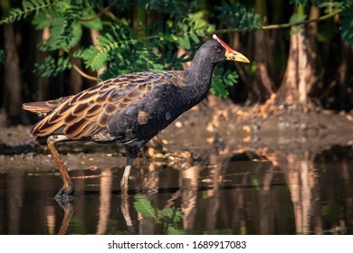 Watercock Images, Stock Photos u0026 Vectors  Shutterstock