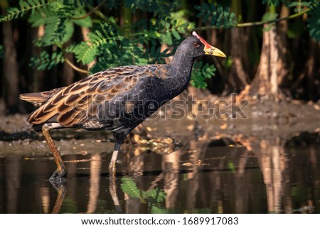 Similar – Image, Stock Photo Mother and Baby Muscovy ducklings Cairina moschata