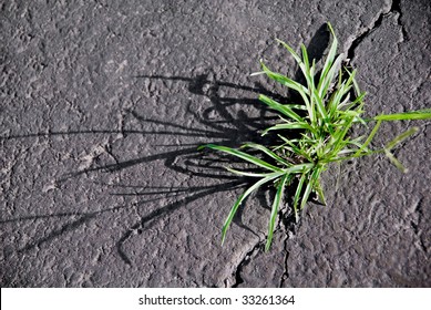 An Image Of Weeds In An Asphalt Driveway.