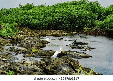 Image of a wetland habitat featuring lush green vegetation, shallow waters, and rocks. A white egret and a dark bird, possibly a cormorant, are seen in this serene, biodiverse natural setting. - Powered by Shutterstock