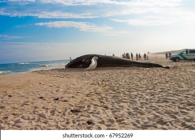 An image of a whale washed ashore
