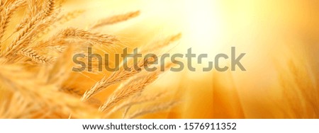  image of wheat in the field on blurred background close-up