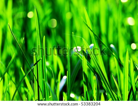 Image of a wheat field in spring