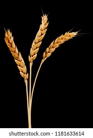 image of wheat on black background - Shutterstock ID 1181633614