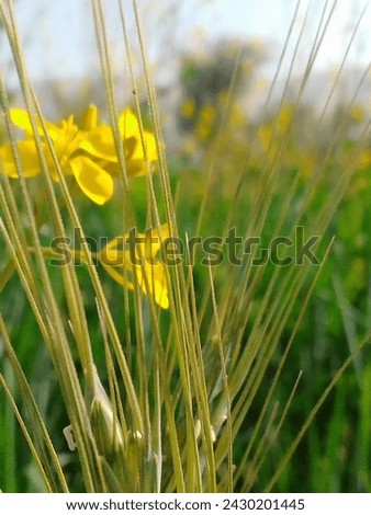 image of wheat, and rose , grean background, picture of grean wheat plant with rose , having greanary background , hill, mountain, village grean life 