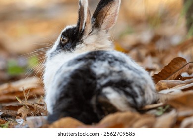 An image of a white and black rabbit sitting on the fallen, yellow leaves during the fall season. - Powered by Shutterstock