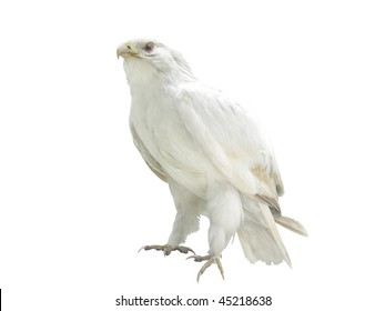 The Image Of White Eagle Under The White Background