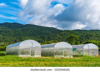 image of white insect protection tent in smart farm plantation near green mountain.