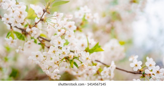 Image of white lilac on blurred background - Shutterstock ID 1414567145