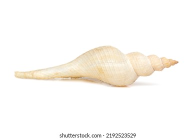 Image of white long tailed spindle conch seashells on a white background. Undersea Animals. Sea Shells.