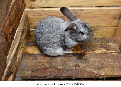 Image Of A White Rabbit In A Wooden Hutch On A Farm, Mexico