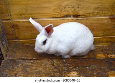 Image of a white rabbit in a wooden hutch on a farm, Mexico - Shutterstock ID 2083348465
