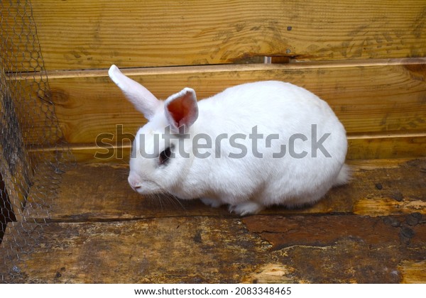 Image of a white rabbit in a wooden hutch on a\
farm, Mexico