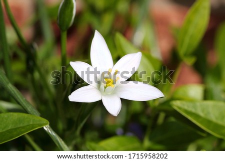 An Image Of A White Star Of Bethlehem Flower  In The Spring