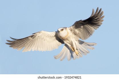 An Image Of A White Tailed Kite Flying