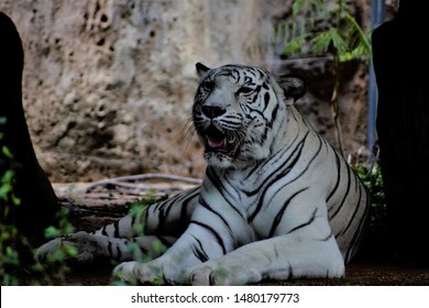 Image White Tiger Scientific Name Panthera Stock Photo 1480179773