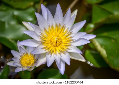 
The image of the white and yellow lotus in the water. - Shutterstock ID 1182230464