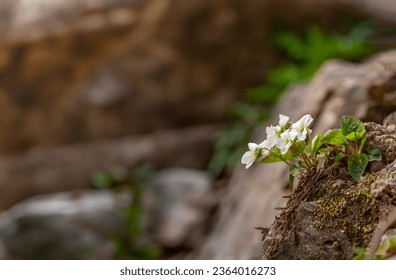 Image of Whiteflower Violet, a perennial plant growing in mountain valleys