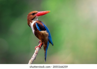 Image of White-throated Kingfisher(Halcyon smyrnesis) on branch on nature background. Bird. Animals.