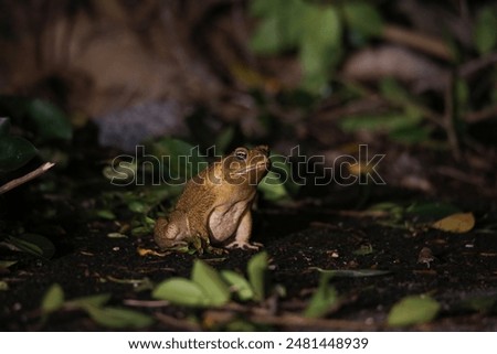 Image of a wild cane toad
